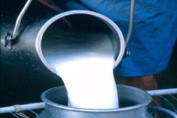 1100 تن شیر مازاد بر احتیاج از دامداران یزدی خریداری شد