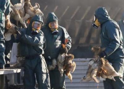 خبرنگاران 2کانون آنفلوآنزای فوق حاد پرندگان در کردستان شناسایی شد