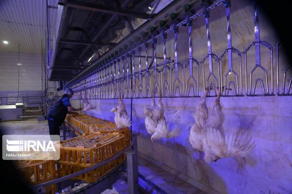 خبرنگاران ممنوعیت صادرات مرغ به کلیه گمرکات اجرایی کشور ابلاغ شد