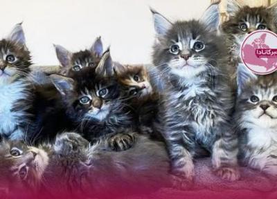 نجات ده ها گربه از خانه مرگ