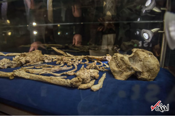 کشف گونه جدیدی از انسان اولیه در ژوهانسبورگ ، رمزگشایی اسکلتی که 3.6 میلیون سال قدمت دارد (تور افریقای جنوبی)