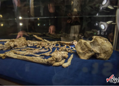 کشف گونه جدیدی از انسان اولیه در ژوهانسبورگ ، رمزگشایی اسکلتی که 3.6 میلیون سال قدمت دارد (تور افریقای جنوبی)